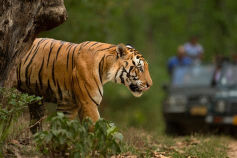 Tiger Safari in India: A Safe and Thrilling Adventure