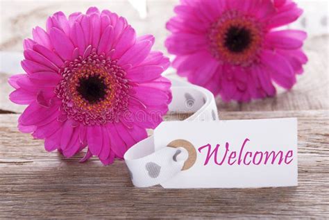 Pink Spring Gerbera, Label, Text Welcome Stock Photo - Image of bloom ...