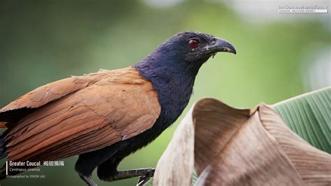 Greater Coucal, Borneo | BirdForum