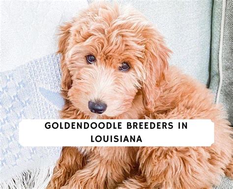 Goldendoodle Breeders in Louisiana (2023) - Top 5 Picks! - We Love Doodles