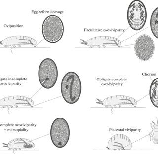 Ovoviviparous Diagram