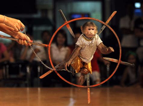 Monkey Theatre Show in Bangkok Thailand | Amazing Pictures