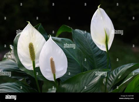 White Peace lily Spathiphyllum flowers houseplants close up closeup ...