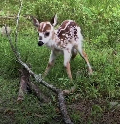 Rare Abandoned Baby Deer Asks Woman To Rescue Him