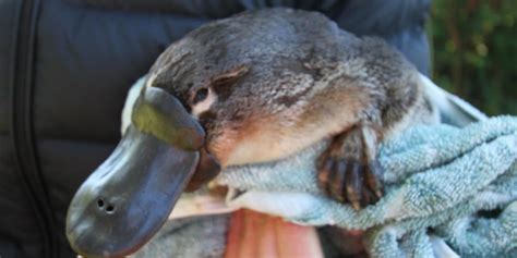 Platypus breeding | Centre for Ecosystem Science - UNSW Sydney