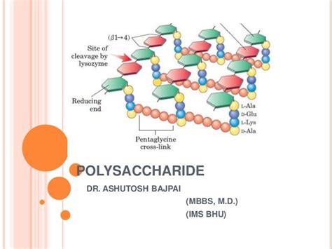 Structure Of A Polysaccharide