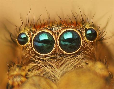 Four eyes | Spider pictures, Insects, Jumping spider