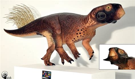 Laser Imaging Reveals Skin Color Of Triceratops’ Cousin – Asian Scientist Magazine