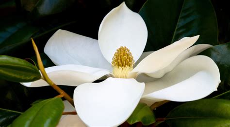 White Magnolia Flower Essence | LOTUSWEI