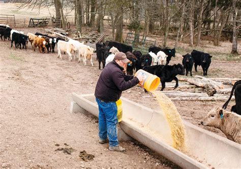 Taking Good Care of Cattle – Ozarks Farm & Neighbor Newspaper