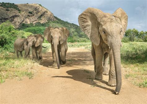 Elephant vs. Rhino: The Ultimate Strength Challenge - The Versus Zone