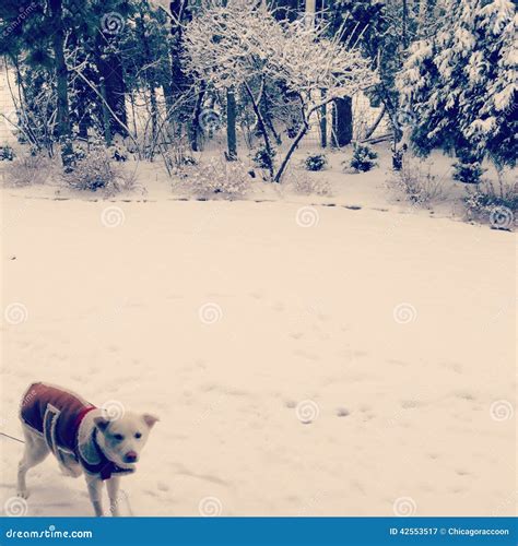 Dog wearing coat in snow stock image. Image of cold, snow - 42553517