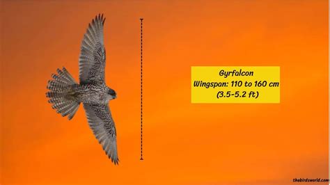 Gyrfalcon Size: How Big Are They Compared To Other Birds?