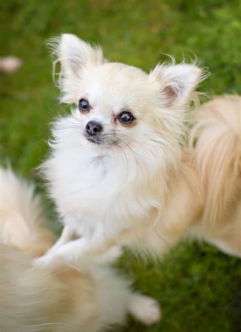 Chihuahua Rescue UK (9) – Chihuahua Rescue UK