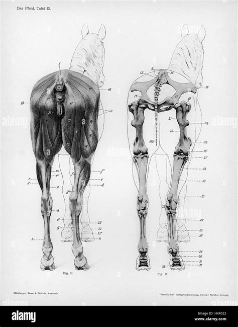 Horse Anatomy Stock Photos & Horse Anatomy Stock Images - Alamy