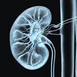 Diabetic Kidney Disease: Routes to drug development, pharmacology and ...