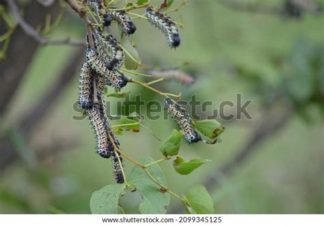 Mopani Worms: Over 134 Royalty-Free Licensable Stock Photos | Shutterstock