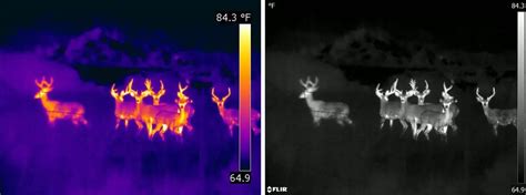 Explained: Night Vision vs Thermal Imaging - Butler & Land Technologies, LLC