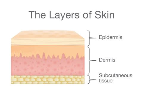 What Are The Three Layers Of The Skin - Shields Exacks