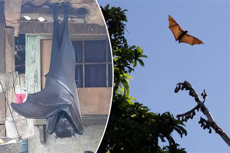 ‘Human-sized’ bat terrifies social media users: ‘So scared’ - seemayo