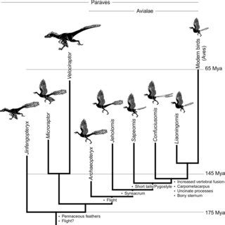 (PDF) From dinosaurs to birds: A tail of evolution