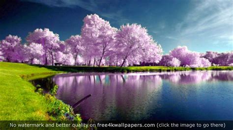 🔥 Download Purple Trees Nature 4k Wallpaper Desktop In by @erinc8 | Nature 4K Wallpapers, 4K ...