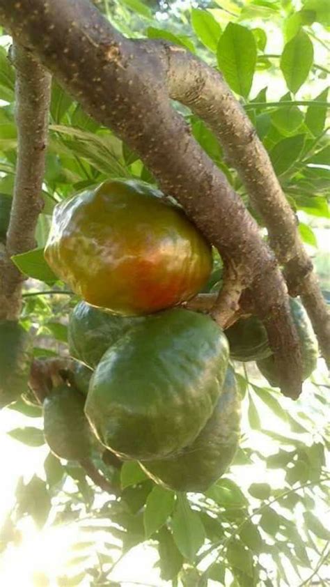 Jocotes (Spondias purpurea) Tropical Fruits, Tropical Plants, Eat Fruit, Fresh Fruit, Costa Rica ...