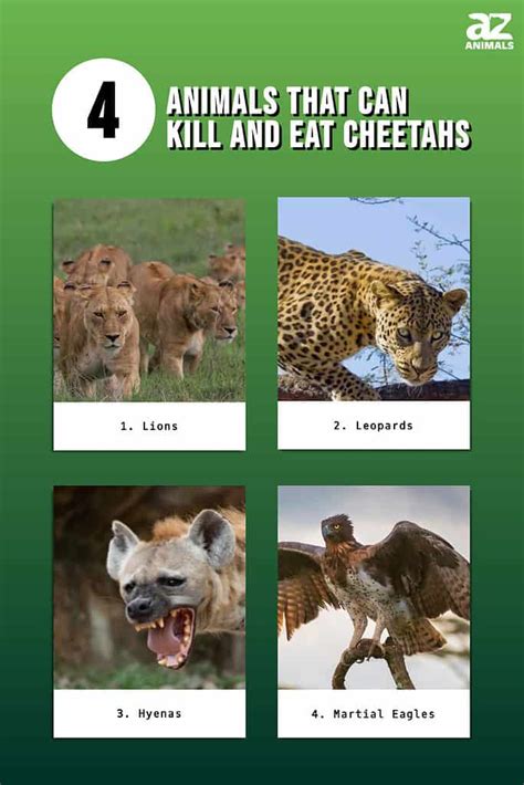 Cheetah Predators: These 4 Animals Can Kill and Eat Cheetahs - A-Z Animals