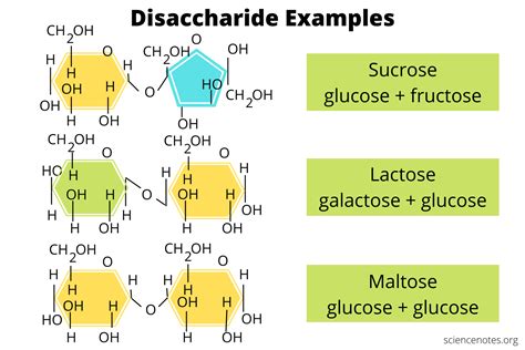 Disaccharide Examples - What Is a Disaccharide?