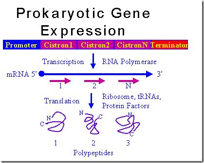 Difference between Prokaryotic and Eukaryotic Gene Expression ~ Biology Exams 4 U