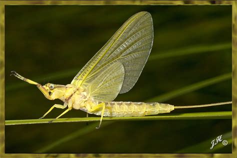 Mayfly Mystery | OrchidNotes