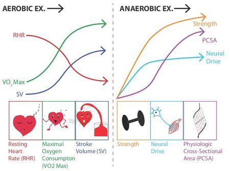 Anaerobic Exercise - Physiopedia