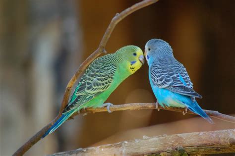 8 Best Talking Bird Species to Keep as Pets