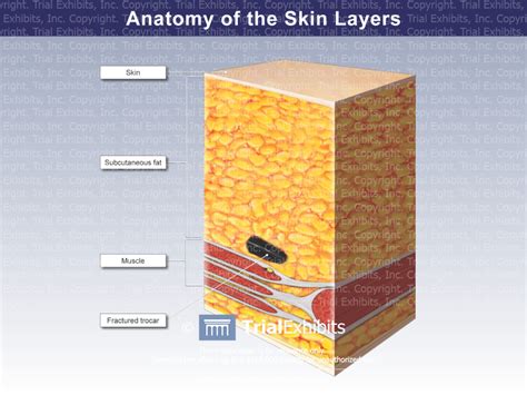 Anatomy of the Skin Layers - Trial Exhibits Inc.