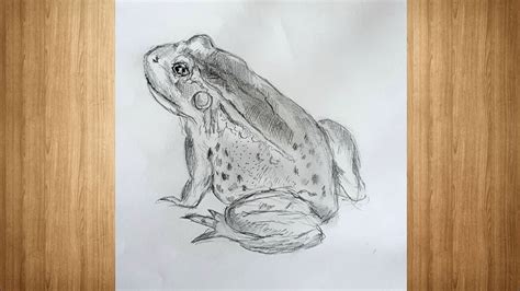 Frog Drawing - YouTube