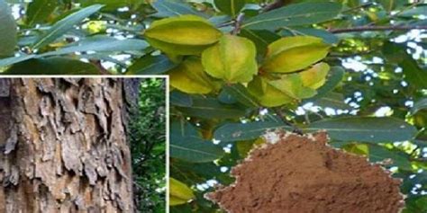 The Benefits that You Need to Know About Terminalia Bark (Arjun Ki Chaal)