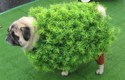 Dog Halloween Costumes 17 Crazy Pug Pics