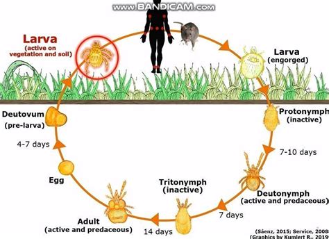 Chigger mite's life cycle | Ever wonder how the tiny chigger mites develop? This short video ...