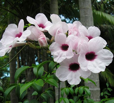 Rare Pink Bower Vine Pandorea Jasminoides - 10 Seeds