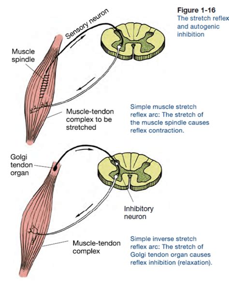 Muscle Energy Technique (MET)