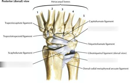 ligaments of wrist dorsal view Diagram | Quizlet