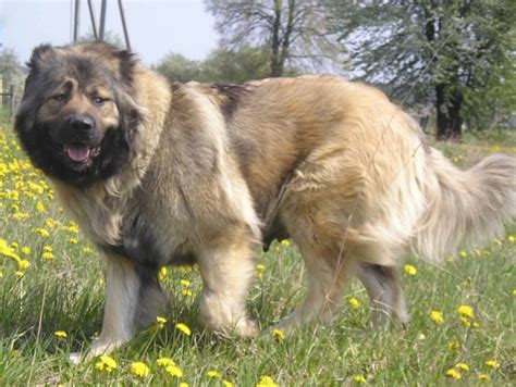 Caucasian Shepherd Dog - All Big Dog Breeds