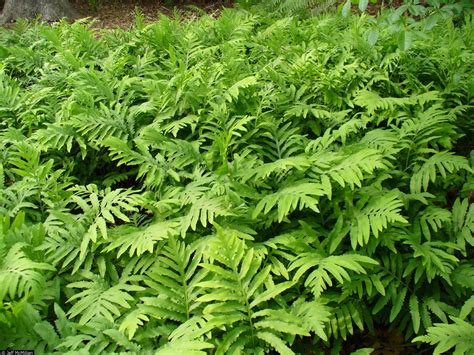 Sensitive Fern:Native Plants of Maryland That Thrive in Your Garden ...