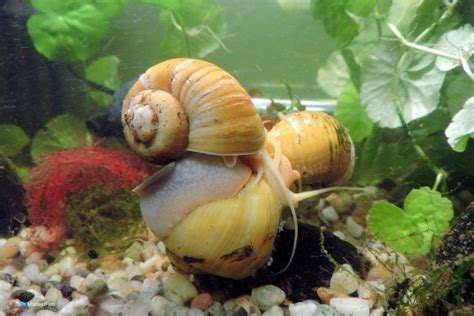 How Do Aquarium Snails Reproduce? (Explained)