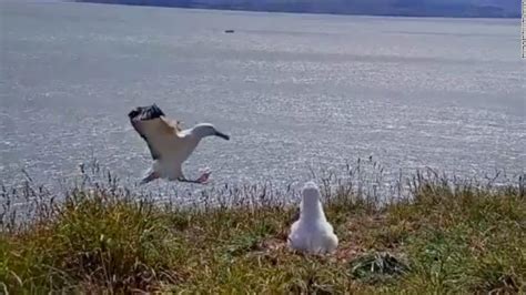 New Zealand albatross face-plants on livestream - CNN