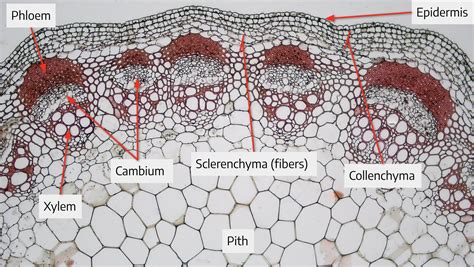 Herbaceous Dicot Stem Showing The External Features