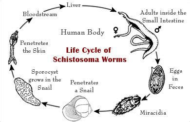 Schistosomiasis - Causes, Symptoms, Diagnosis, Treatment, Prevention