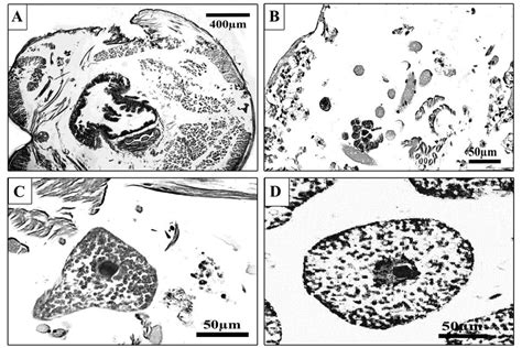 Illustration of the oocyte development observed in the H. diversicolor.... | Download Scientific ...