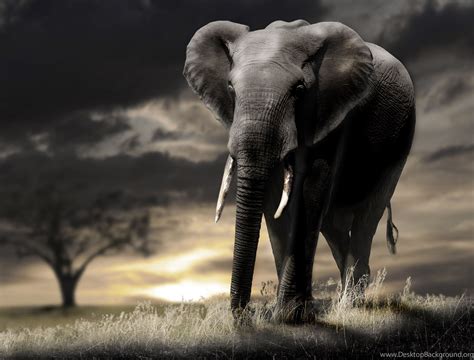 Elephant Kissing Hd Wallpapers Wallpaperss HD Desktop Background