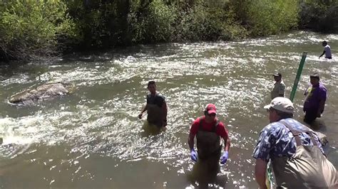 Historic Salmon Release on the Duck Valley Indian Reservation - YouTube